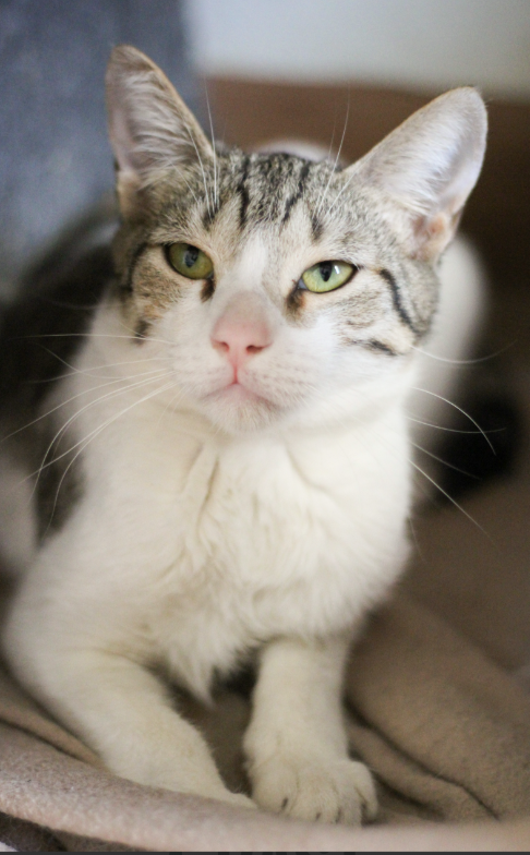 Zico