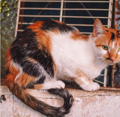 Princesa