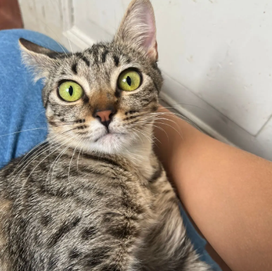 Stella