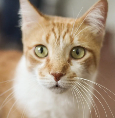 Archie