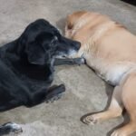 canela1