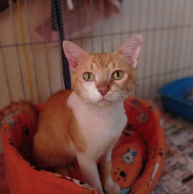 Romeu