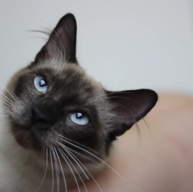 Ronan