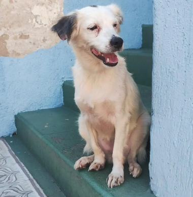 Salsa Penélope
